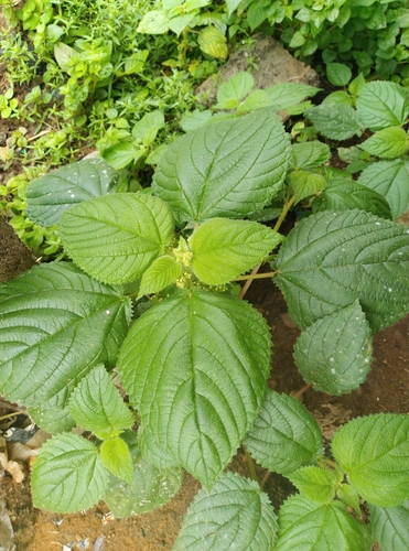 West Indian woodnettle