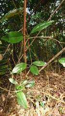 Schisandra arisanensis