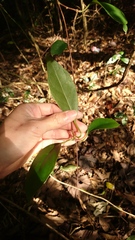 Schisandra arisanensis