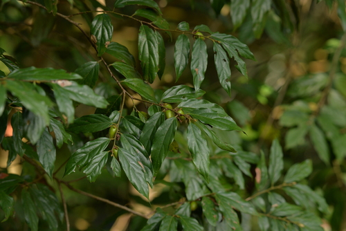 Diospyros eriantha iNat (1)