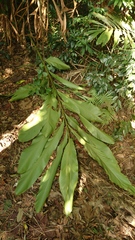 Alpinia uraiensis