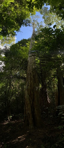 Aspidosperma cylindrocarpon, 2023-08-03