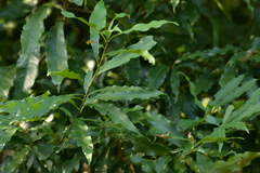 Lithocarpus hancei