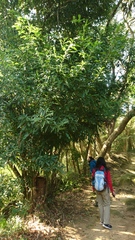 Lithocarpus hancei