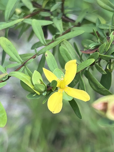 St. Andrew's cross (Hypericum hypericoides)