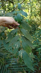 Callicarpa formosana formosana