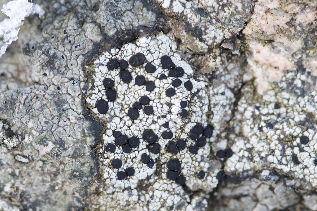 Rehmia rubescens