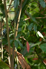 Elaeocarpus japonicus