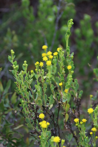 Image of Hertia kraussii by (c) Tony Rebelo, some rights reserved (CC BY-SA)