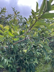 Psidium guajava image