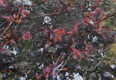 Drosera stenopetala