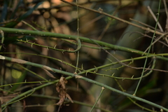 Bambusa stenostachya