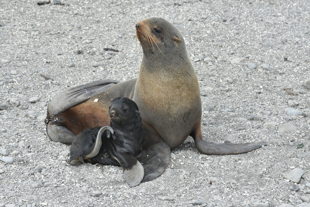 Female northern fur seal with a dark pup beside her on a pebble beach in Kamchatka