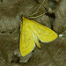 Yellow Pearl - Photo (c) Michał Brzeziński, some rights reserved (CC BY-NC), uploaded by Michał Brzeziński