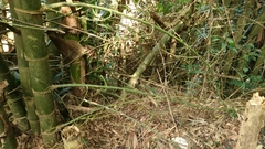 Bambusa stenostachya