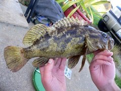 Sebastes rastrelliger