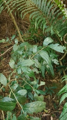 Theaceae