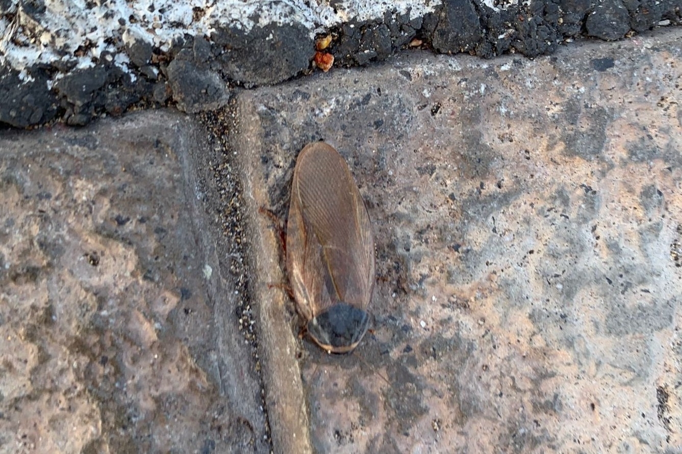 Cucaracha de Surinam