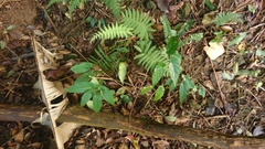 Begonia longifolia