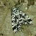 Pine Arches Moth - Photo (c) Michał Brzeziński, some rights reserved (CC BY-NC), uploaded by Michał Brzeziński