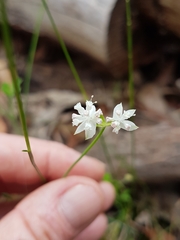 Xanthosia atkinsoniana