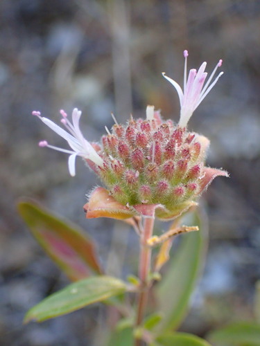 Image of Monardella hypoleuca by (c) George Williams, some rights reserved (CC BY)
