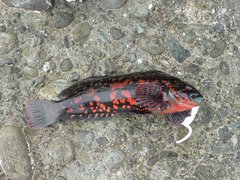 Hexagrammos lagocephalus