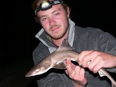 Mustelus henlei
