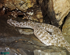 Pseudocerastes urarachnoides