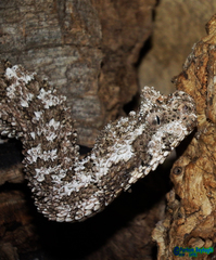 Pseudocerastes urarachnoides