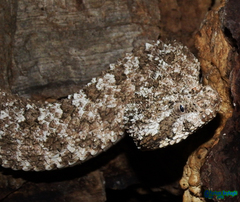 Pseudocerastes urarachnoides