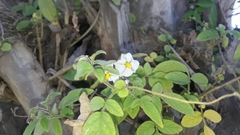 Solanum caripense