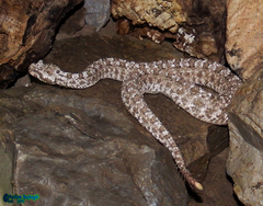 Pseudocerastes urarachnoides