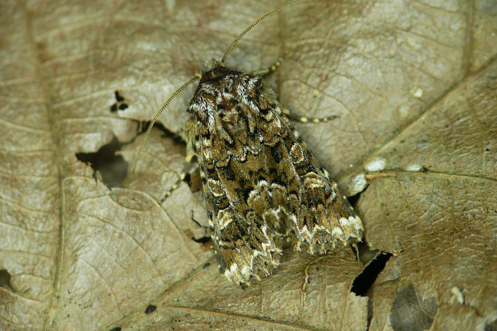 Tawny Shears