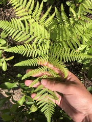 Pteridium aquilinum image