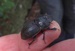 Geodorcus helmsi