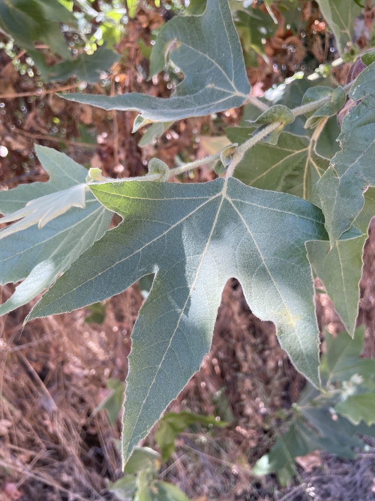 Western Sycamore From Black Star Canyon Rd Silverado CA US On August western-sycamore-from-black-star-canyon-rd-silverado-ca-us-on-august