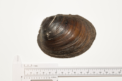 Higgins' Eye Pearly Mussel