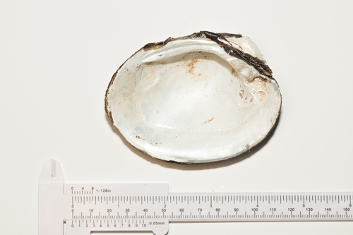 Higgins' Eye Pearly Mussel