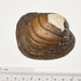 Higgins' Eye Pearly Mussel - Photo (c) Noah Berg, some rights reserved (CC BY-NC), uploaded by Noah Berg
