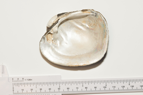 Higgins' Eye Pearly Mussel