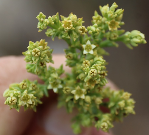 Image of Thesium foliosum by (c) Tony Rebelo, some rights reserved (CC BY-SA)