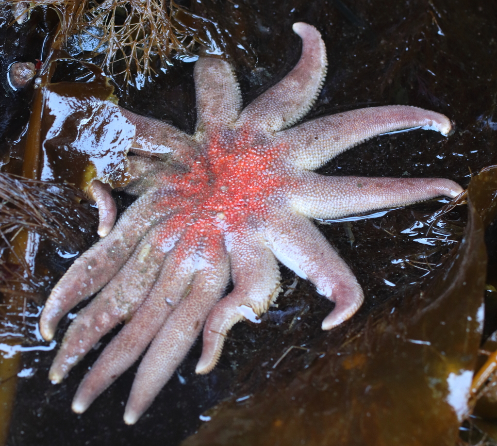 Immagine rappresentativa del genere Solaster