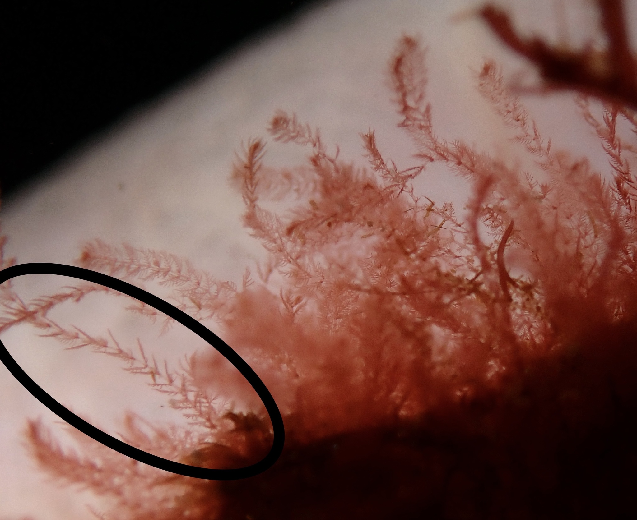 Antithamnion cruciatum