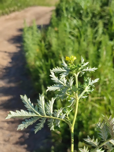 Potentilla chinensis