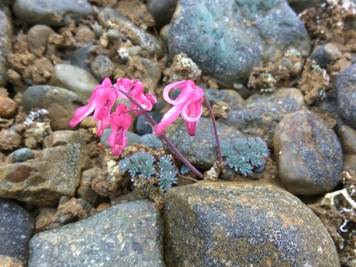 Image of Dicentra peregrina by (c) Валерия Ковалева, some rights reserved (CC BY)
