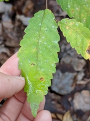 Ulmus alata image