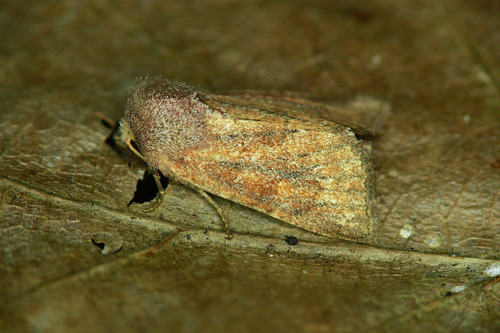 Mere Wainscot, photo 3 of 10