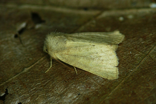 Mere Wainscot, photo 4 of 10