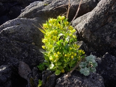 Draba grandis